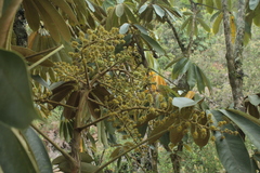 Sciodaphyllum heterotrichum