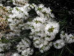 Melaleuca trichostachya