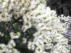 Melaleuca trichostachya