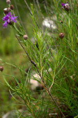 Lessingianthus brevifolius