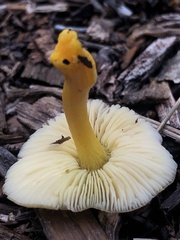 Pluteus romellii