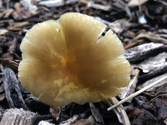 Pluteus romellii