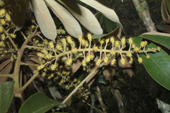 Sciodaphyllum heterotrichum