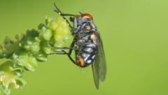 Oxysarcodexia bikini