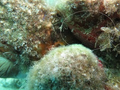 Monanchora arbuscula