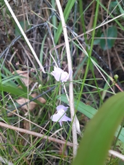 Utricularia tricolor