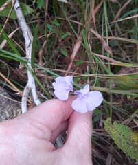 Utricularia tricolor