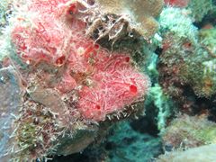 Monanchora arbuscula