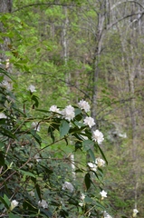 Rhododendron carolinianum