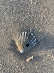 Aequipecten tehuelchus