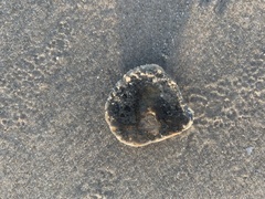 Aequipecten tehuelchus