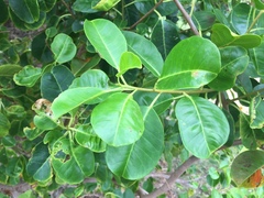 Excoecaria agallocha