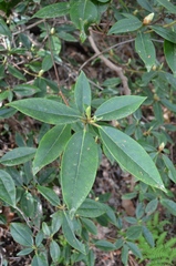 Rhododendron carolinianum