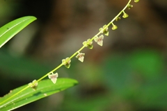 Stelis argentata