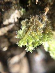 Neckera pennata image