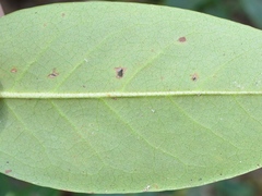 Rhododendron carolinianum
