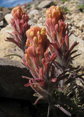Castilleja arachnoidea