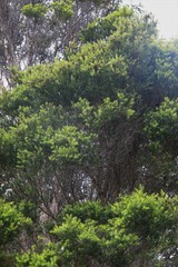 Melaleuca sieberi