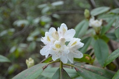 Rhododendron carolinianum
