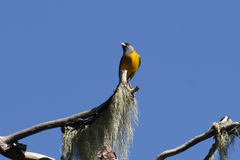 Phrygilus patagonicus