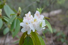 Rhododendron carolinianum