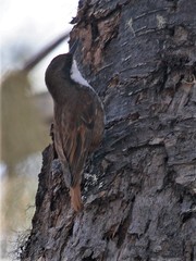 Pygarrhichas albogularis