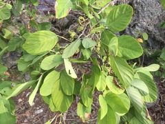 Dendrolobium umbellatum