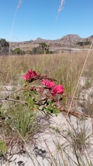 Pyranthus alasoa