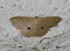 Semaeopus cantona