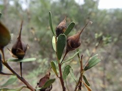 Pultenaea euchila