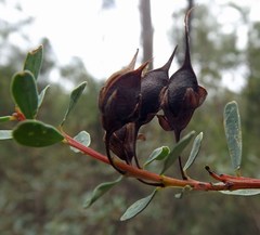 Pultenaea euchila