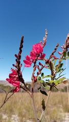 Pyranthus alasoa