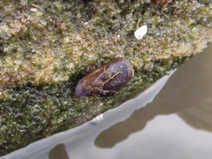 Brachidontes rodriguezii