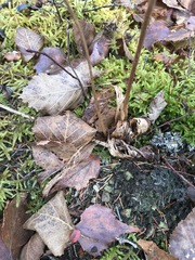 Media resource of Cypripedium acaule