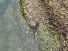 Siphonaria lessonii
