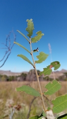 Pyranthus alasoa