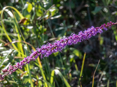 Liatris quadriflora