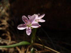 Claytonia rosea