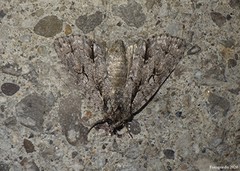 Acronicta