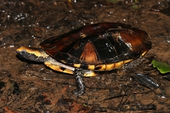 Platemys platycephala