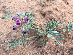 Astragalus sabulonum