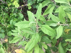 Pluchea carolinensis