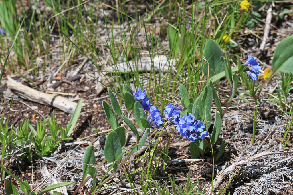 Shortstyle Bluebells from Jackson County, CO, USA on June 1,