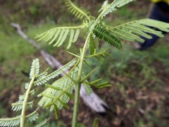Vachellia bidwillii