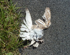 Tyto alba delicatula