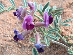 Astragalus sabulonum