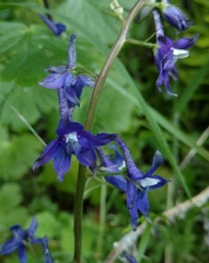 Delphinium bakeri