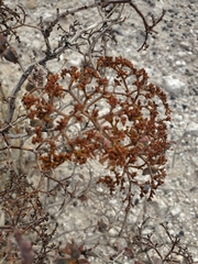Eriogonum corymbosum nilesii