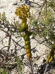 Crassula subulata fastigiata