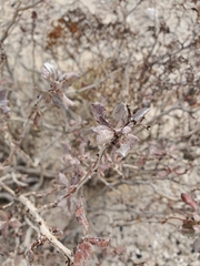 Eriogonum corymbosum nilesii